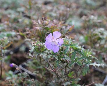 Kakost luční 'New Dimension'