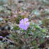 Geranium pratense 'New Dimension'.JPG