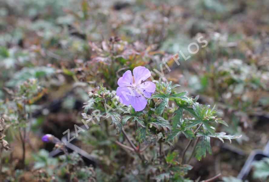 Kakost luční 'New Dimension' - Geranium pratense 'New Dimension'