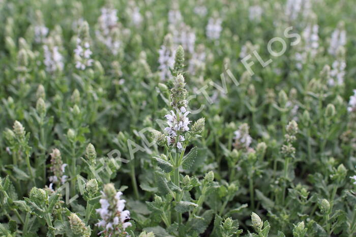 Šalvěj hajní 'Salute White' - Salvia nemorosa 'Salute White'