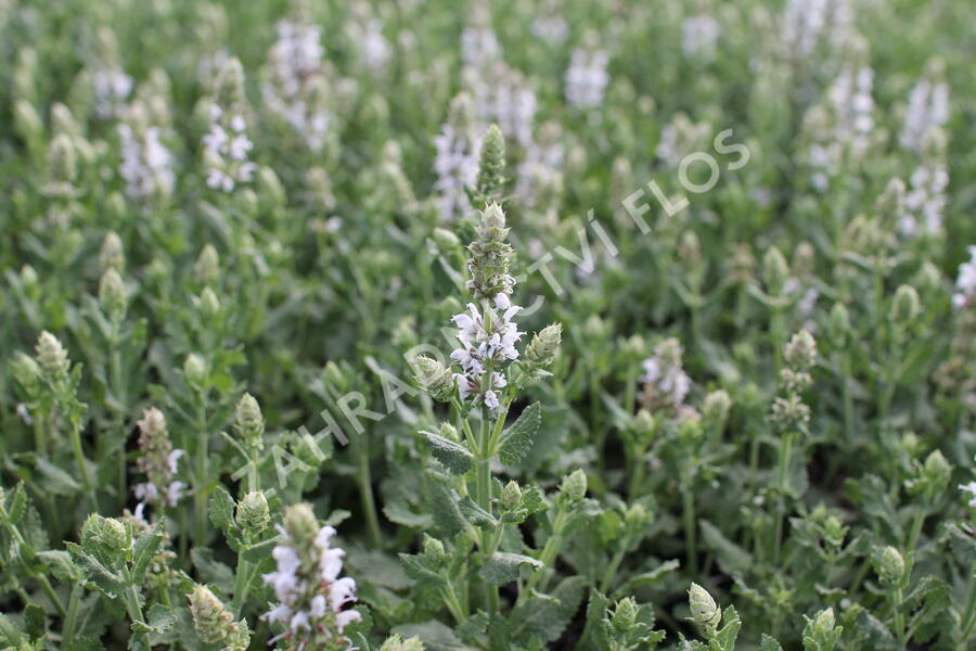 Šalvěj hajní 'Salute White' - Salvia nemorosa 'Salute White'