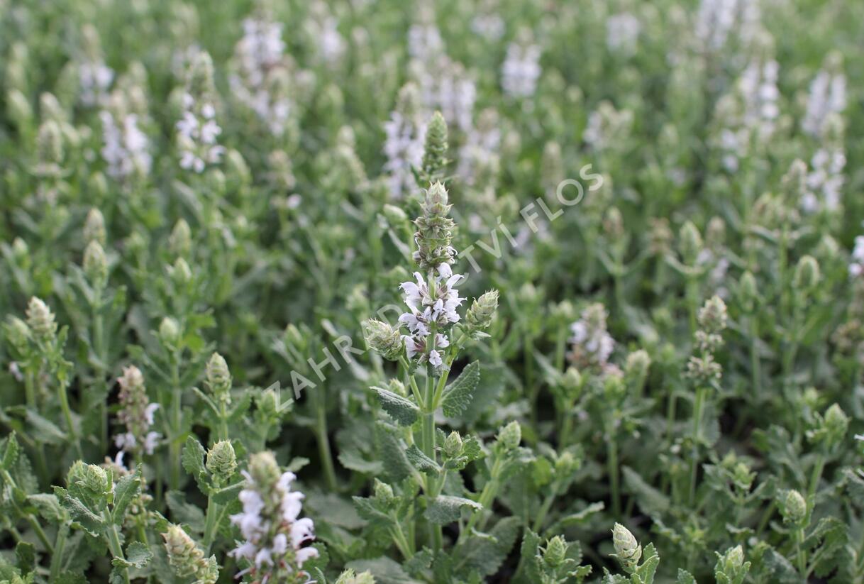 Šalvěj hajní 'Salute White' - Salvia nemorosa 'Salute White'