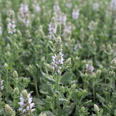 Šalvěj hajní 'Salute White' - Salvia nemorosa 'Salute White'
