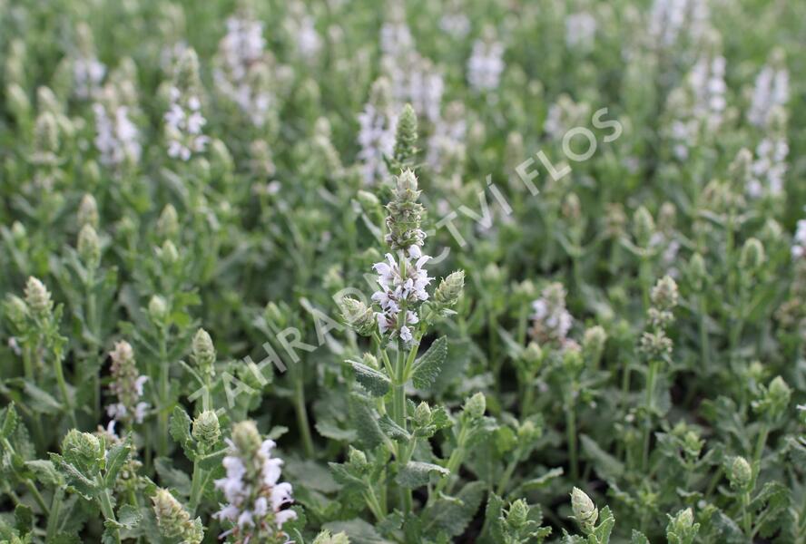 Šalvěj hajní 'Salute White' - Salvia nemorosa 'Salute White'