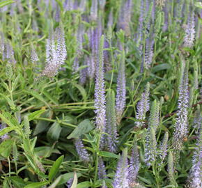 Rozrazil vstavačovitý - Veronica orchidea
