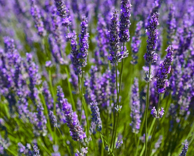 Levandule prostřední 'Dutch' - Lavandula intermedia 'Dutch'