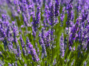 Levandule prostřední 'Dutch' - Lavandula intermedia 'Dutch'