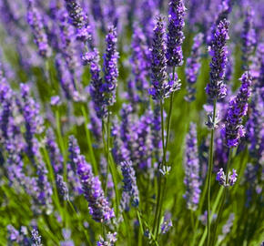 Levandule prostřední 'Dutch' - Lavandula intermedia 'Dutch'