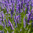 Lavandula intermedia 'Dutch'.jpg