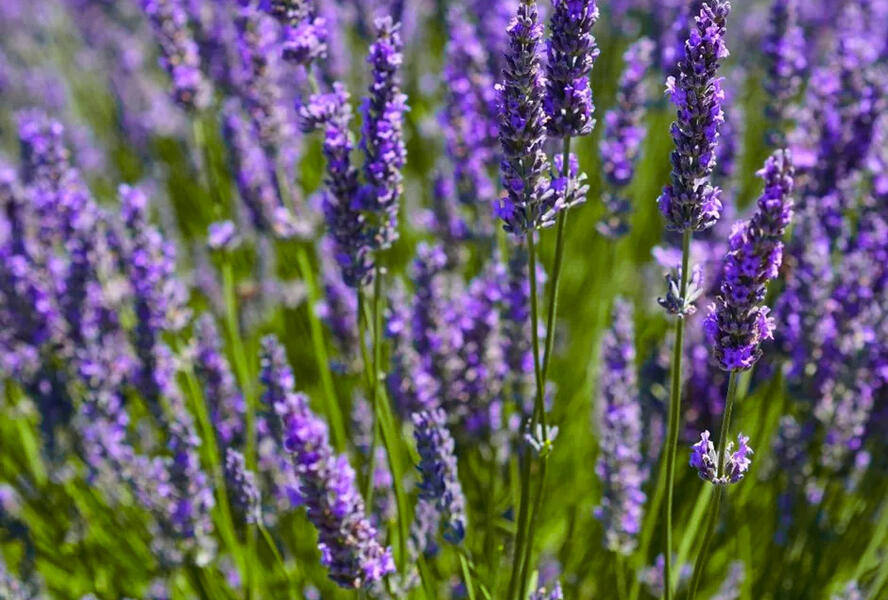 Levandule prostřední 'Dutch' - Lavandula intermedia 'Dutch'