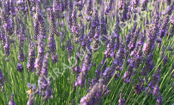 Levandule úzkolistá 'Vienco Blue' - Lavandula angustifolia 'Vienco Blue'