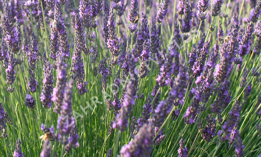 Levandule úzkolistá 'Vienco Blue' - Lavandula angustifolia 'Vienco Blue'