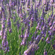 Levandule úzkolistá 'Vienco Blue' - Lavandula angustifolia 'Vienco Blue'