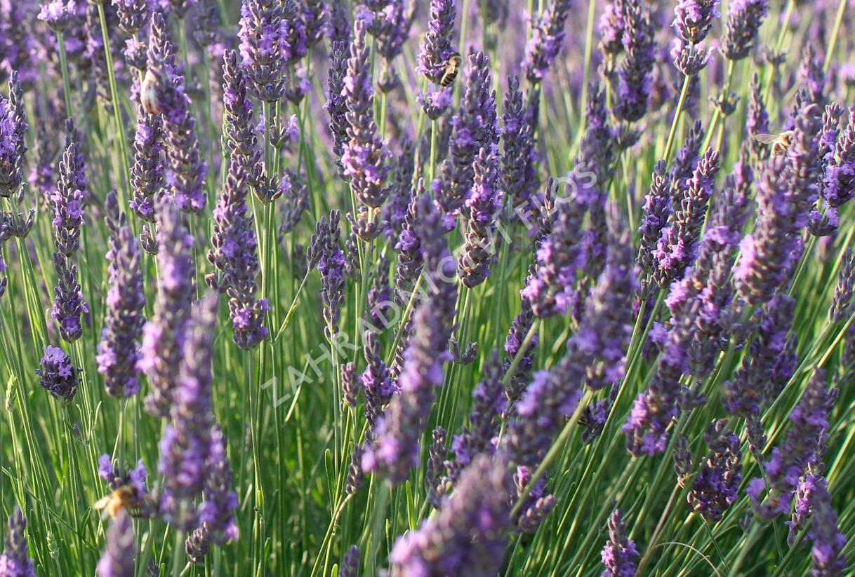 Levandule úzkolistá 'Vienco Blue' - Lavandula angustifolia 'Vienco Blue'
