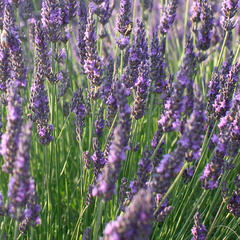 Levandule úzkolistá 'Vienco Blue' - Lavandula angustifolia 'Vienco Blue'