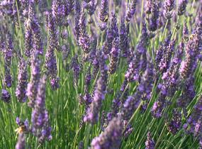 Levandule úzkolistá 'Vienco Blue' - Lavandula angustifolia 'Vienco Blue'