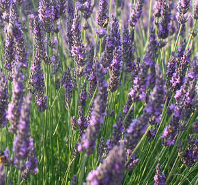 Levandule úzkolistá 'Vienco Blue' - Lavandula angustifolia 'Vienco Blue'