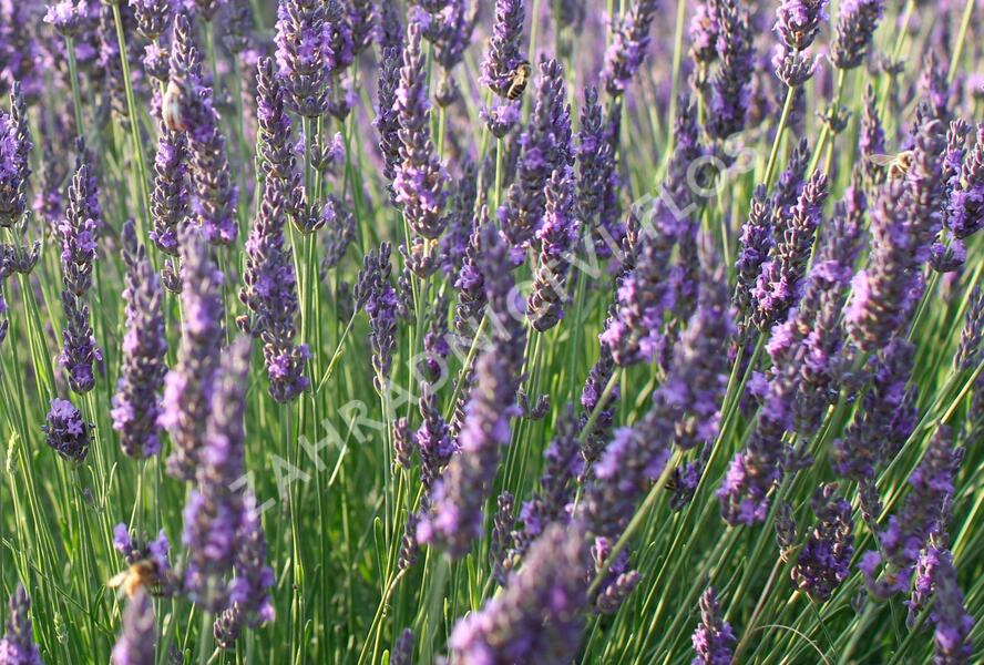Levandule úzkolistá 'Vienco Blue' - Lavandula angustifolia 'Vienco Blue'