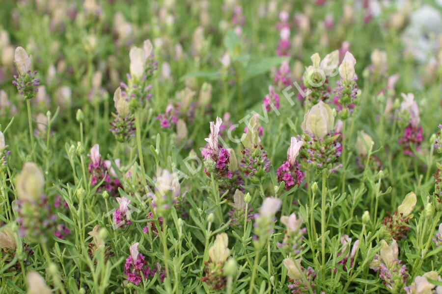Levandule korunkatá 'You're Unique' - Lavandula stoechas 'You're Unique'