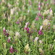 Levandule korunkatá 'You're Unique' - Lavandula stoechas 'You're Unique'