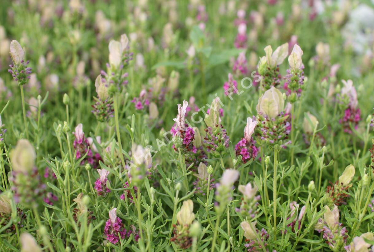 Levandule korunkatá 'You're Unique' - Lavandula stoechas 'You're Unique'