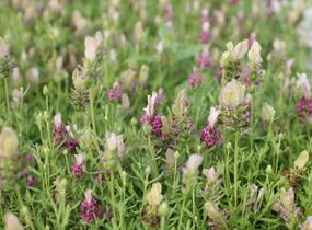 Levandule korunkatá 'You're Unique' - Lavandula stoechas 'You're Unique'