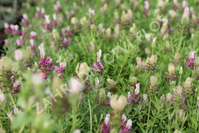 Levandule korunkatá 'You're Unique' - Lavandula stoechas 'You're Unique'