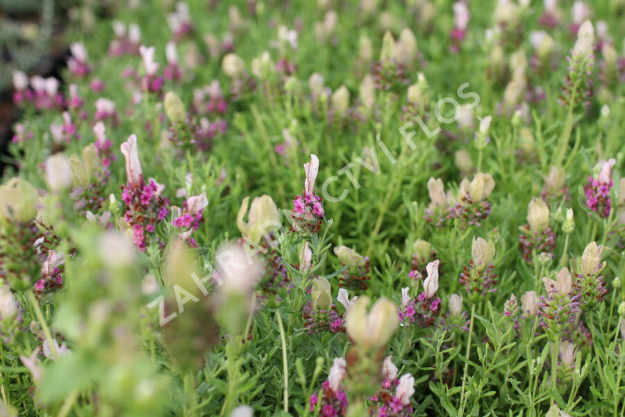 Levandule korunkatá 'You're Unique' - Lavandula stoechas 'You're Unique'
