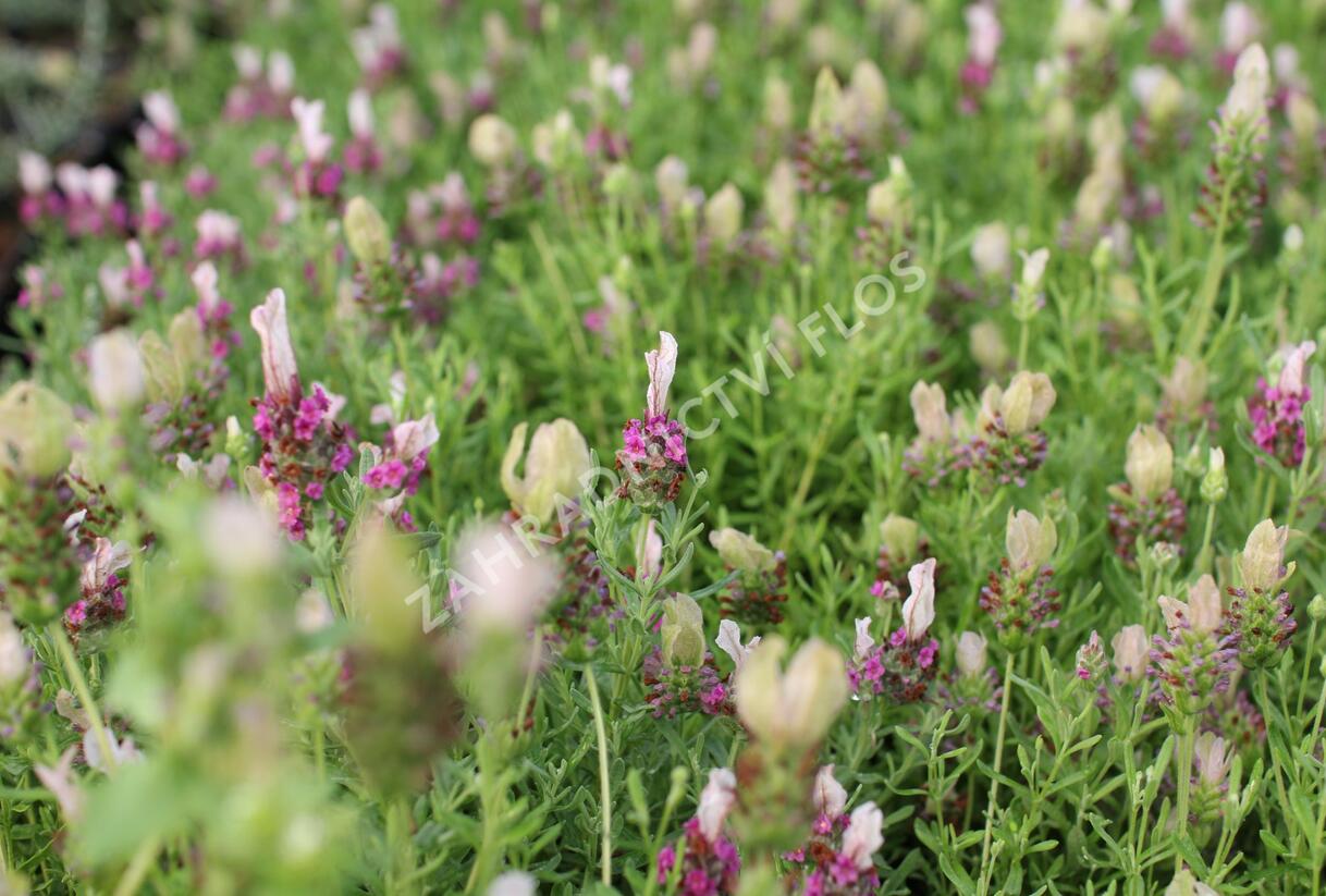 Levandule korunkatá 'You're Unique' - Lavandula stoechas 'You're Unique'