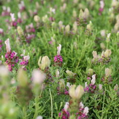 Levandule korunkatá 'You're Unique' - Lavandula stoechas 'You're Unique'