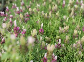 Levandule korunkatá 'You're Unique' - Lavandula stoechas 'You're Unique'