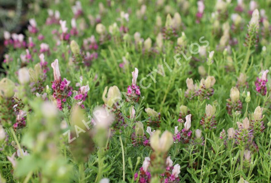 Levandule korunkatá 'You're Unique' - Lavandula stoechas 'You're Unique'