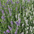 Levandule úzkolistá 'Lamorosia Duo Summer' - Lavandula angustifolia 'Lamorosia Duo Summer'