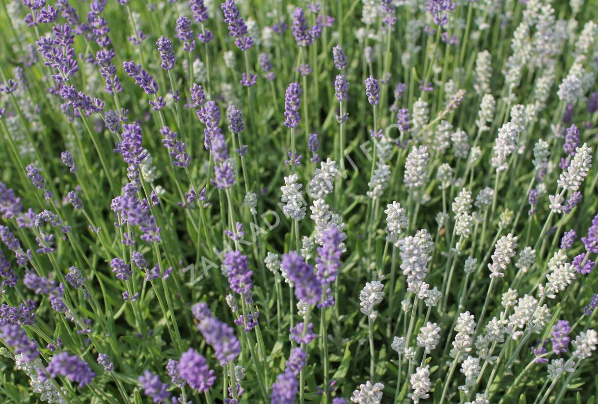 Levandule úzkolistá 'Lamorosia Duo Summer' - Lavandula angustifolia 'Lamorosia Duo Summer'