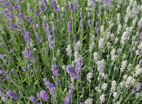 Levandule úzkolistá 'Lamorosia Duo Summer' - Lavandula angustifolia 'Lamorosia Duo Summer'