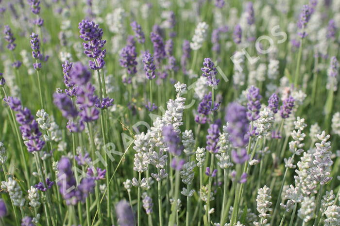 Levandule úzkolistá 'Lamorosia Duo Summer' - Lavandula angustifolia 'Lamorosia Duo Summer'