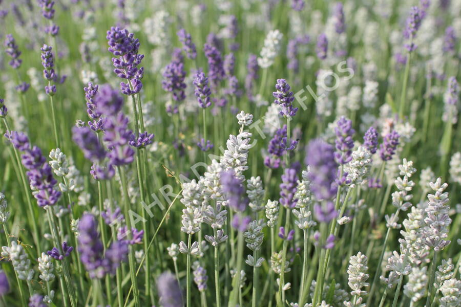 Levandule úzkolistá 'Lamorosia Duo Summer' - Lavandula angustifolia 'Lamorosia Duo Summer'
