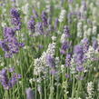 Levandule úzkolistá 'Lamorosia Duo Summer' - Lavandula angustifolia 'Lamorosia Duo Summer'