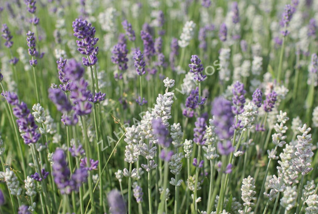Levandule úzkolistá 'Lamorosia Duo Summer' - Lavandula angustifolia 'Lamorosia Duo Summer'