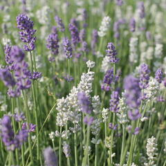 Levandule úzkolistá 'Lamorosia Duo Summer' - Lavandula angustifolia 'Lamorosia Duo Summer'