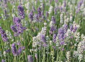 Levandule úzkolistá 'Lamorosia Duo Summer' - Lavandula angustifolia 'Lamorosia Duo Summer'
