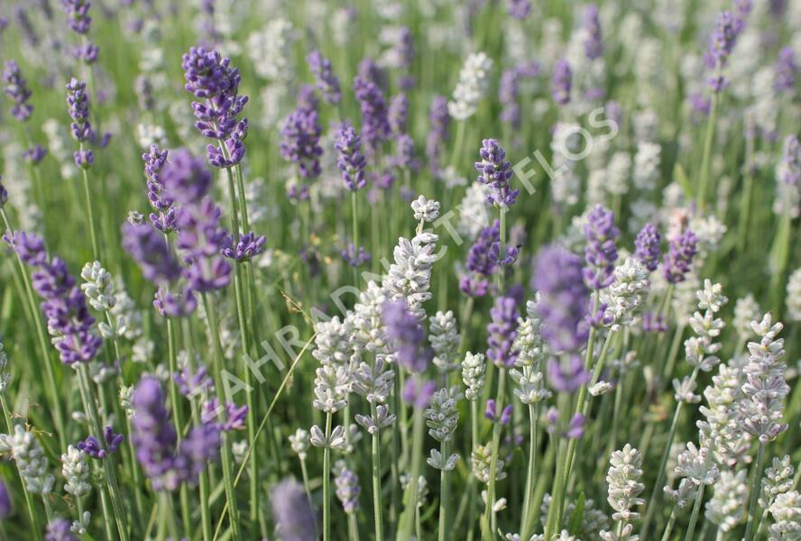 Levandule úzkolistá 'Lamorosia Duo Summer' - Lavandula angustifolia 'Lamorosia Duo Summer'