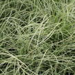 Ostřice chocholatá 'Mint Curls' - Carex comans 'Mint Curls'