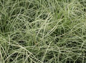 Ostřice chocholatá 'Mint Curls' - Carex comans 'Mint Curls'