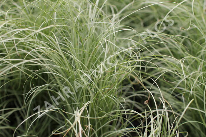 Ostřice chocholatá 'Mint Curls' - Carex comans 'Mint Curls'