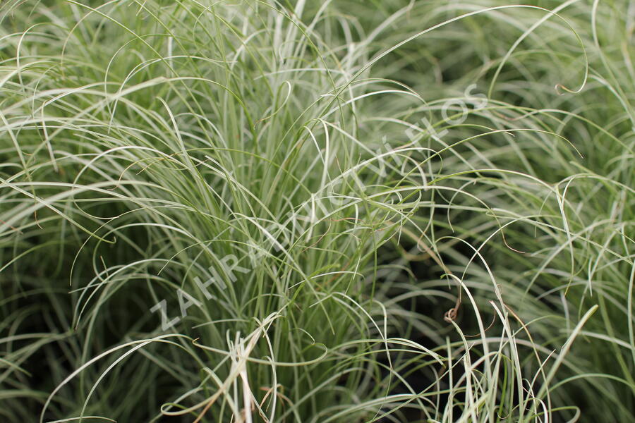 Ostřice chocholatá 'Mint Curls' - Carex comans 'Mint Curls'