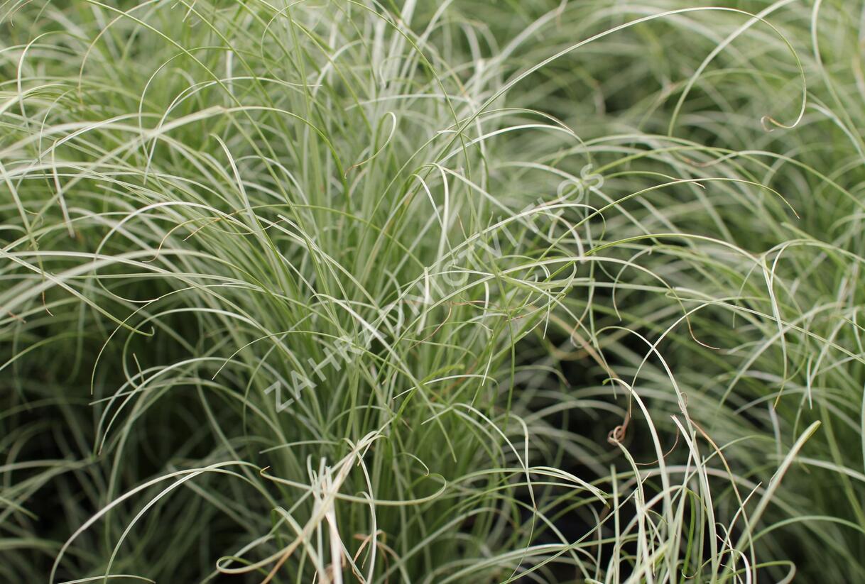 Ostřice chocholatá 'Mint Curls' - Carex comans 'Mint Curls'