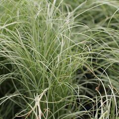 Ostřice chocholatá 'Mint Curls' - Carex comans 'Mint Curls'