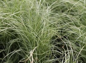 Ostřice chocholatá 'Mint Curls' - Carex comans 'Mint Curls'