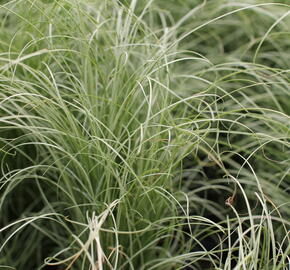 Ostřice chocholatá 'Mint Curls' - Carex comans 'Mint Curls'